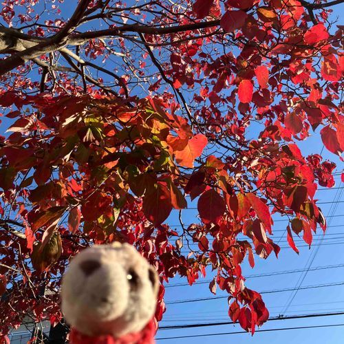 おうちのちかくのハナミズキちゃんの🍁がキレイだったよ✨
ニンゲンのおともだちのうでがげんかいでぼくブレブレ笑
