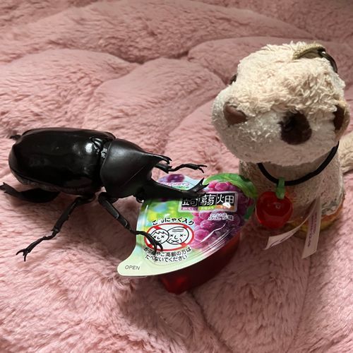 にんげんのおともだちにおねがいして買ってもらったカブトムシ✨(おもちゃだよ)
昆虫ゼリー分かんないからこんにゃく畑でいいかな？いいよね！💕🪲✨