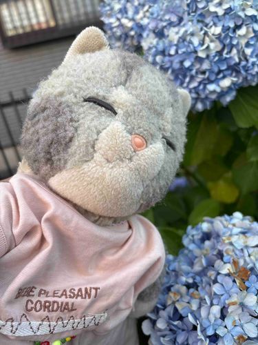 紫陽花綺麗だなぁ