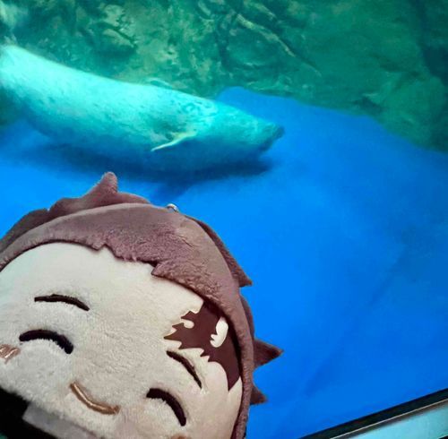 あざらし？