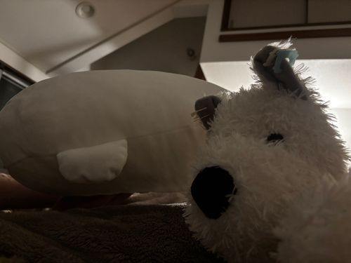 ボク　おそらを　とんで　みたくて　まいにち　おそらをとぶ　れんしぅ　してるんだ。
おともだちが　しゃしん　とてくれたよ！