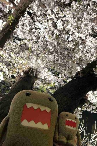 夜桜を見たぞ。
夜景って撮るの難しくないか？
誰かコツ教えてください。