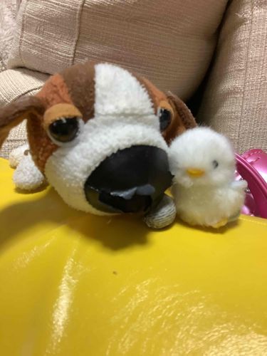 小さなひよこのぴよ丸🐣🐤❤️