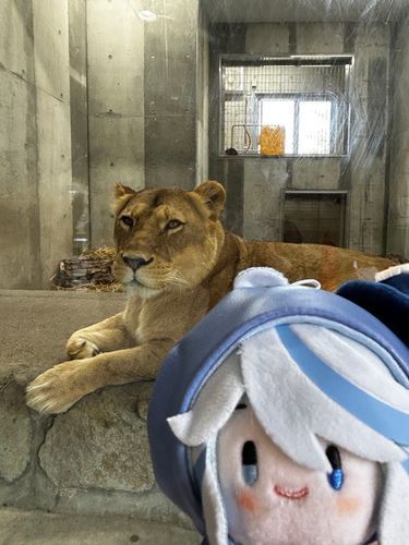 メスライオンとフリーナ