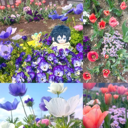 春のお庭で...🌷🌷🌷⋆°




みお｢今日はとても暖かい一日でしたね*

お庭のチューリップが一斉に咲いたので、植物が好きなリーフィアを連れて外に出てみました。

写真からも伝わるように、僕たちが埋もれてしまうくらい沢山咲いていましたね(*ᴗ.ᴗ)⚘⚘⚘｣