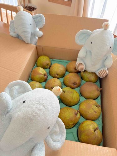 らふらんす🍐やってきた✨✨
ついじゅくしなくちゃたべられない〜うぅぅ