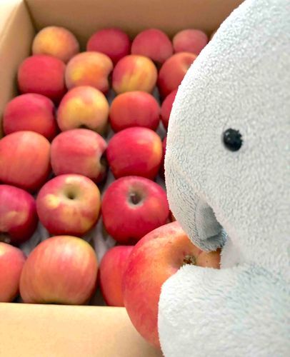 ちっちゃいりんご
たくさんきたよ
かわごとたべちゃおぅ
🍎しゃりり


