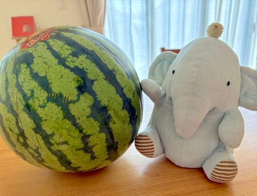 🍉スイカのきせつ
やってきたみたい❣️
みんなでたべるよ🎶