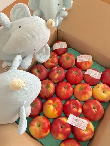夏りんごさんが🍎🍎🍎
やってきたよ！
みてるだけでほっぺがおちそう❣️
