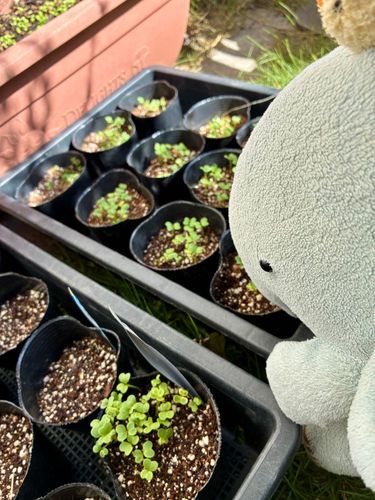 げつようびにまいた🌱こまつなさんのたね！
もうにょきにょきでてきたよ✨✨
よくみたら👀ねぎくんもでてきてる🥰おおきくそだつかなぁ🪄✨
