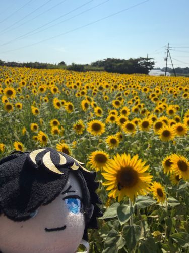 ひまわりと同じ、太陽の方向むくっすよ！🌻