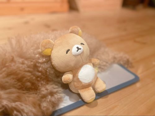 ふわふわです
ねっちゅうしょうにはおきをつけくださいね