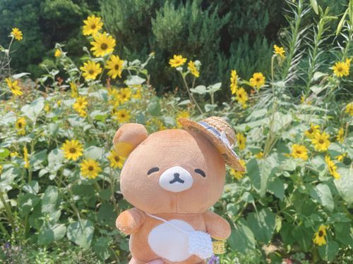 とってもきれいなひまわりですね