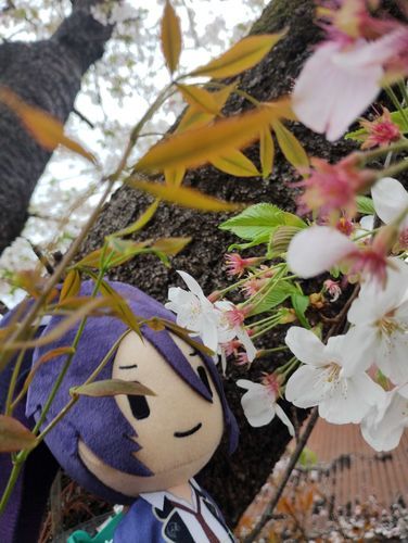 #さくら ⑩
ふどくん