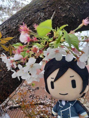 #さくら ⑪
やげん