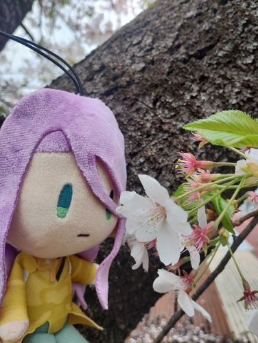 #さくら ⑫
はちすかわいい