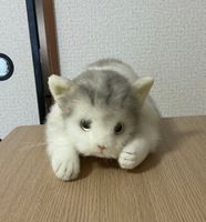 こたつ