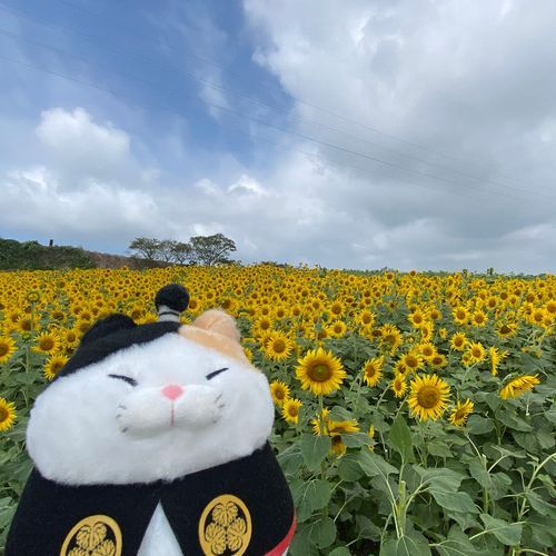 夏だにゃん！🌻