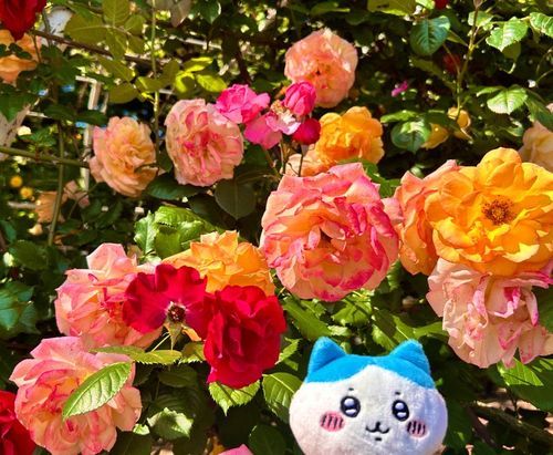 バラ〜🌹