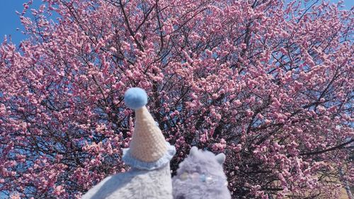 少し前にお散歩したときの。
きれいな梅だったな🌸