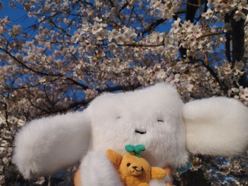 桜も見に行ったね🌸