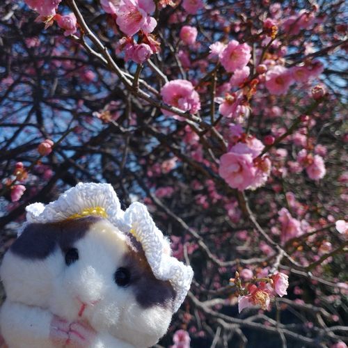 ハムスターの“モチ”(՞.  ̫ .՞)
ロリータに憧れているらしい🌹🎀
