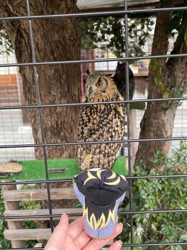 フクロウいたっす