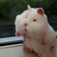 おから