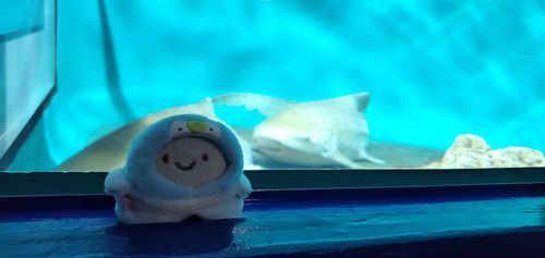 サメとの出会い