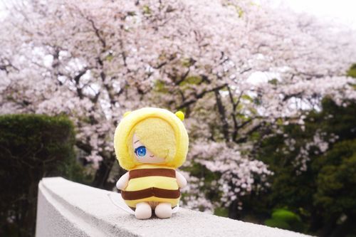 さくら だよ〜！🌸