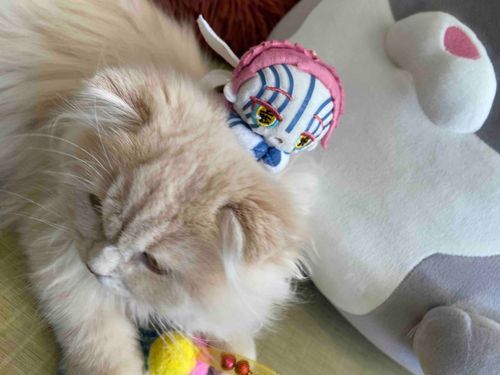 ねこちゃ、のせてくれたのよ
あたかぽかの！