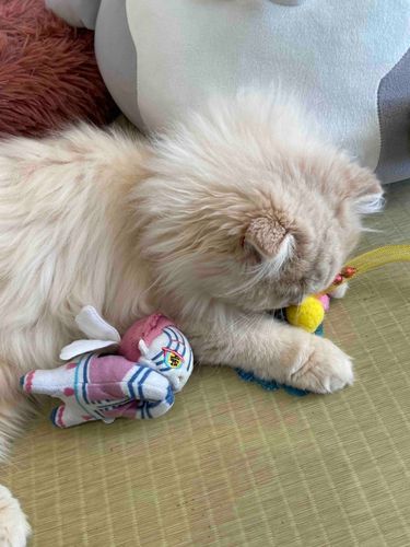 ねこちゃと、ねんねしたの