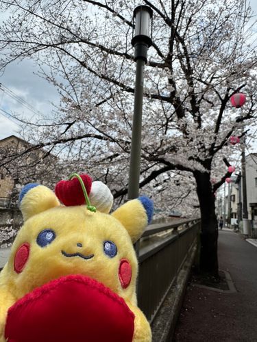 外出先に桜がったので1枚✨️