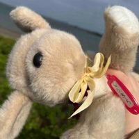 みーこちゃんのわんこちゃんたち