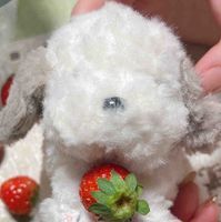 みーこちゃんのわんこちゃんたち
