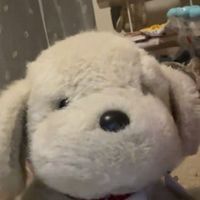 みーこちゃんのわんこちゃんたち