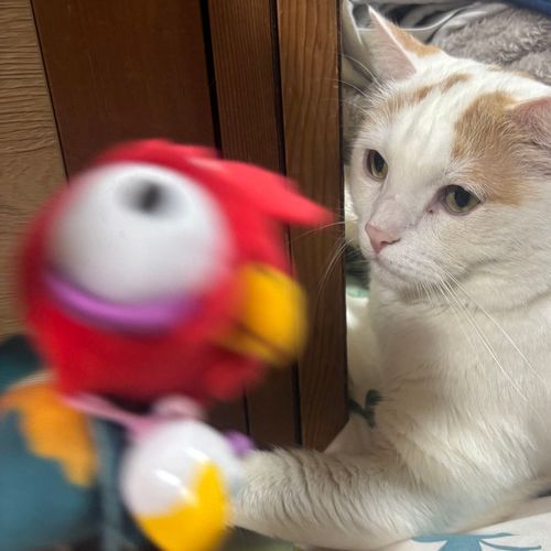 へいへい、猫との戯れで荒ぶる。