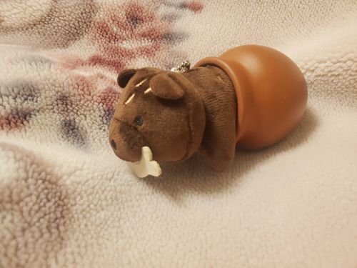 きぼりのつぼっくまだよ