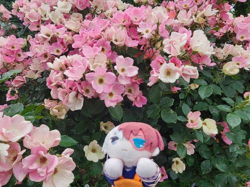 おはなきれいだな
すてきなにわがいっぱいあったよ