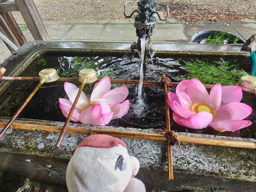 はすのはなでっけー