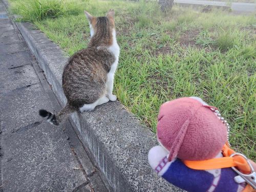 ねこさーん
こっちむいてー
