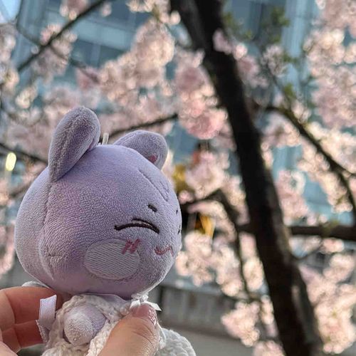 きれいですに〜🌸💛