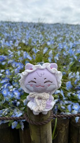 ネモフィラですに~~🩵💙