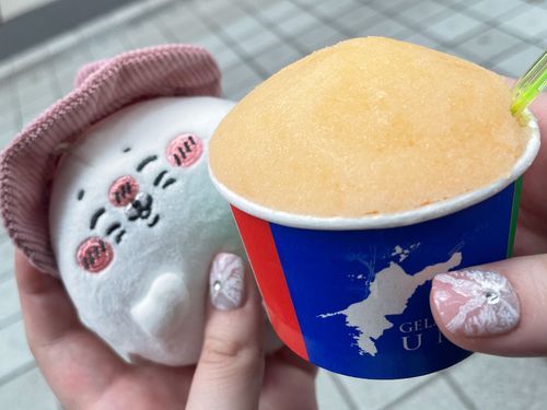 愛媛旅行記　みかんの木