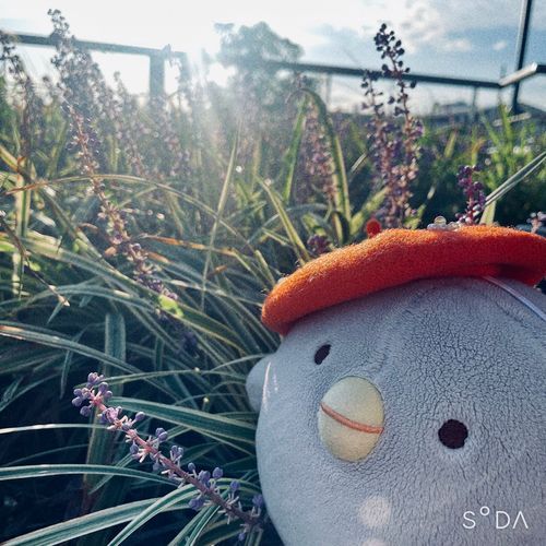 こぼと らべんだー♪