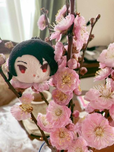 梅ともちきよちゃん☺️

梅の花がよく似合ってます✨
