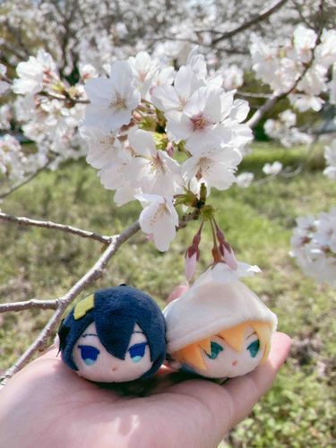 桜満開で綺麗でした☺️