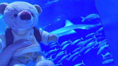 きのう　はっけいじまシーパラダイスに　いってきたよ！　オーナーさんの　おともだちさんが　ぼくのことを　なでてくれたり、だっこして　くれたんだ。オーナーさんたち　たくさん　おしゃべりしてて　とっても　たのしそうだった。オーナーさんに　だっこされながら　あちこちを　みて　まわれて、ぼくも　ほんとうに　たのしかったなあ。