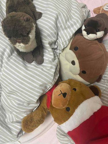 11がつ22にち、かいぬしさんのおうちにきたひのしゃしんがあったよ！
かわうそのみんながいっしょにねてくれたから、こわくなかったんだ