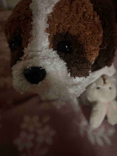 みんなのご主人は、ひゃくえんショップに行くかな？
ご主人が兎がついたゴムを買ってきたんだけど、かわいいから貸してくれたよ！
写真を撮ってもらったんだけど、ギャルピースみたいに見えるね。